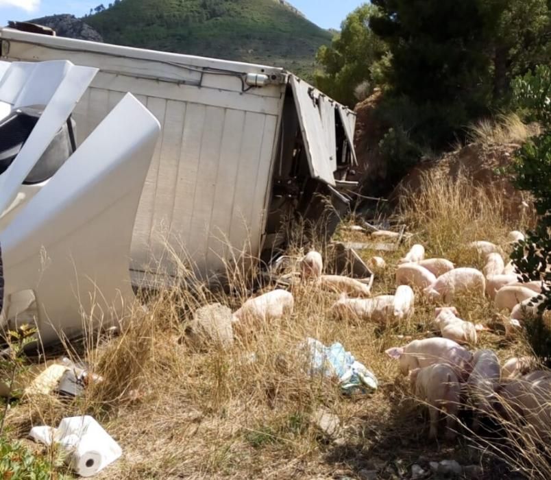 Accidente: vuelca un camión que transportaba cerdos en Calles