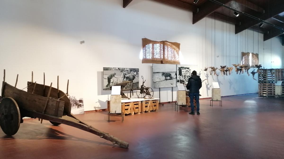 Un visitante admira el museo de una bodega de la Denominación de Origen Toro