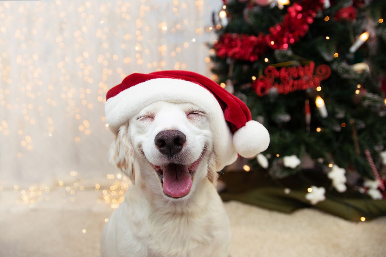 Regalos de Navidad para mascotas