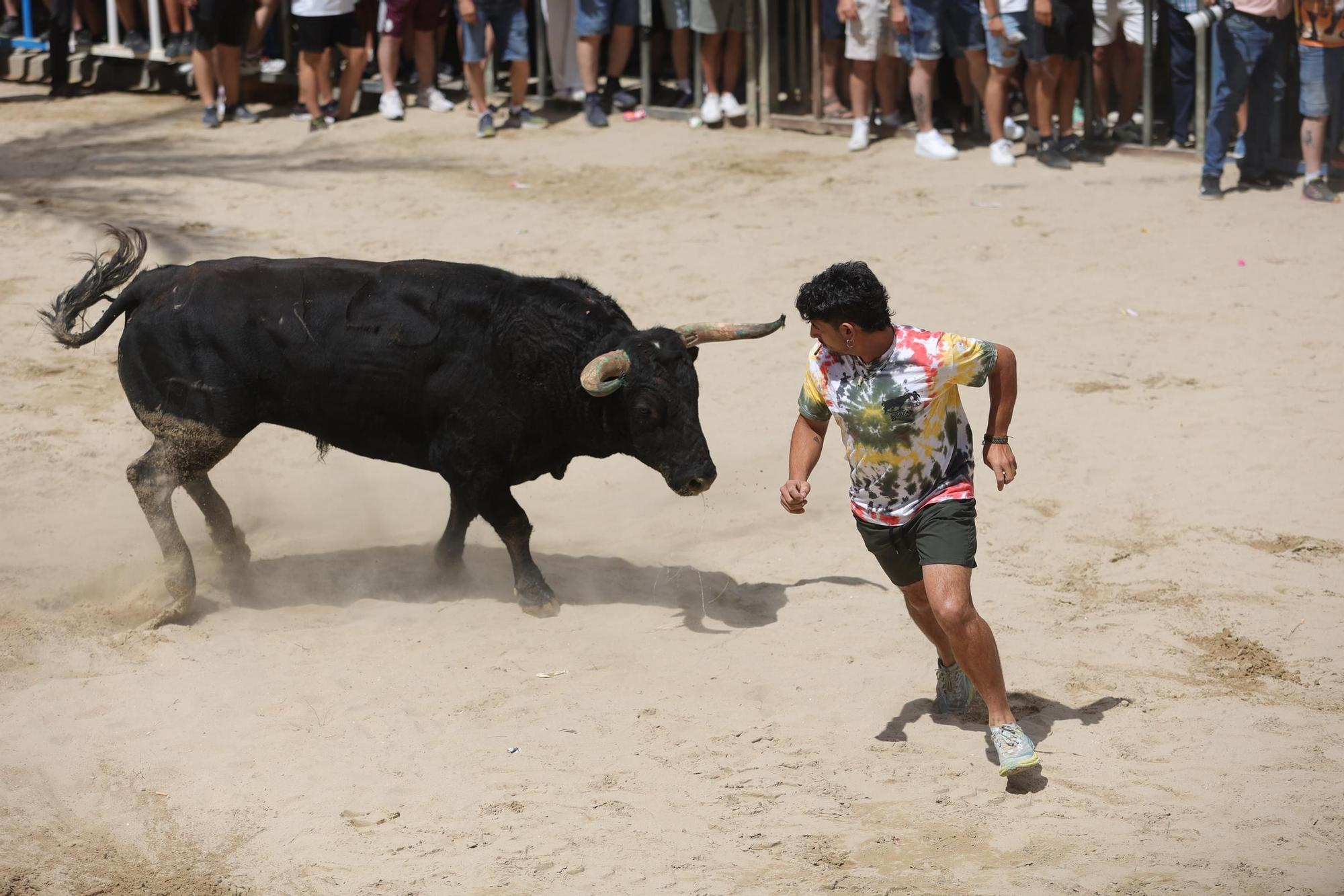 Encierro de cerriles en las fiestas de Sant Pere del Grau