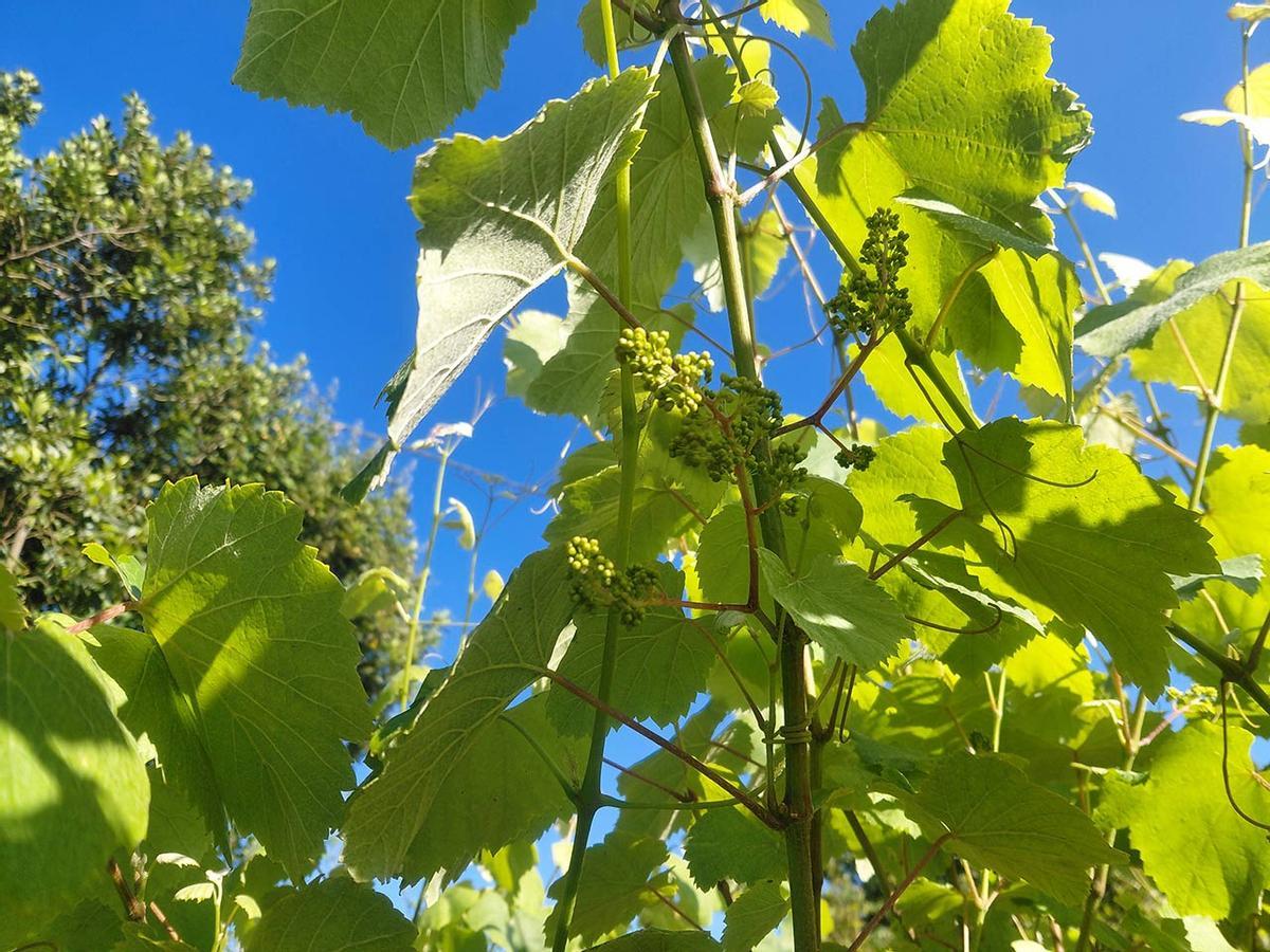 La desigual floración hace que en algunos predios apenas esté comenzando.