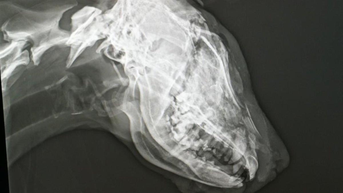Radiografía del cráneo de la perra