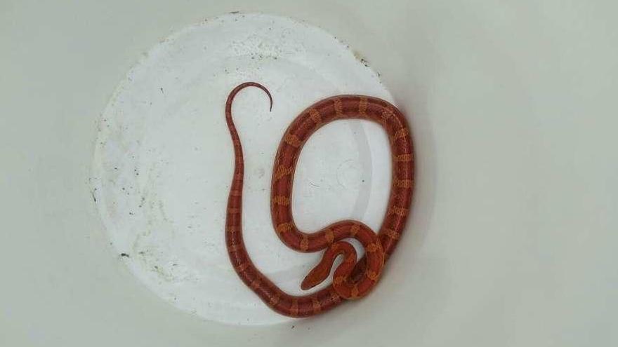 La serpiente se escondió dentro de la lavadora. // G.Núñez