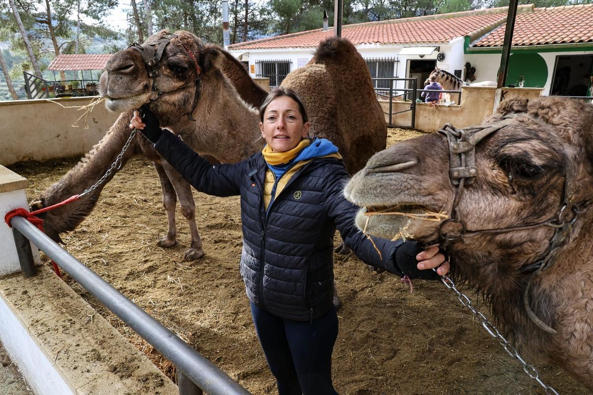 Los dromedarios ya están listos para trasladar a los Reyes Magos de Alcoy