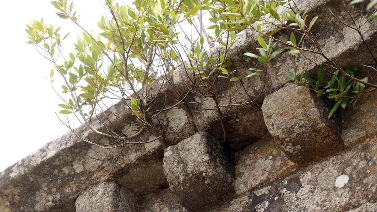 Vista de detalle los laureles que ya fueron advertidos al final de verano de 2024.