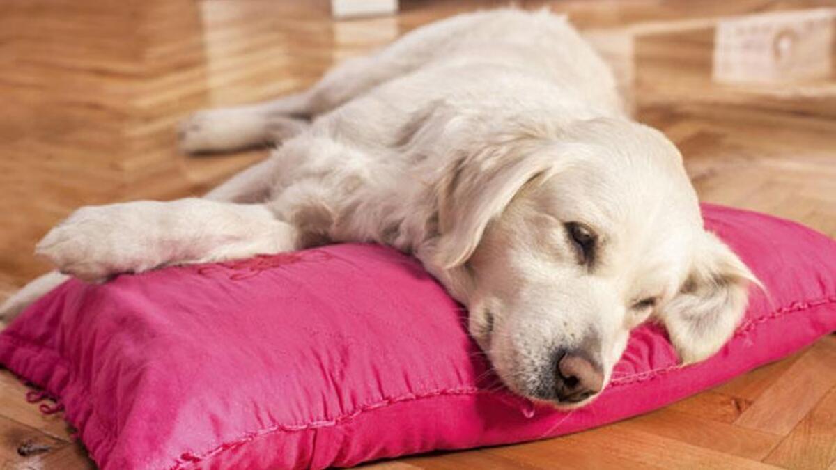 Labrador Retriever.