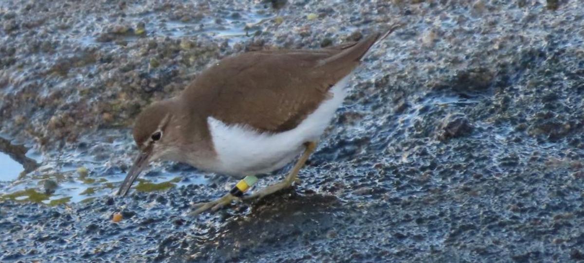 El Puerto elabora un catálogo con las especies de aves en sus espacios