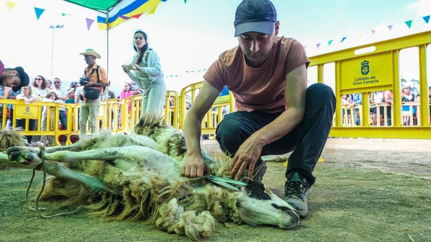 La Fiesta de La Lana de Gáldar, Fiesta de Interés Turístico Regional