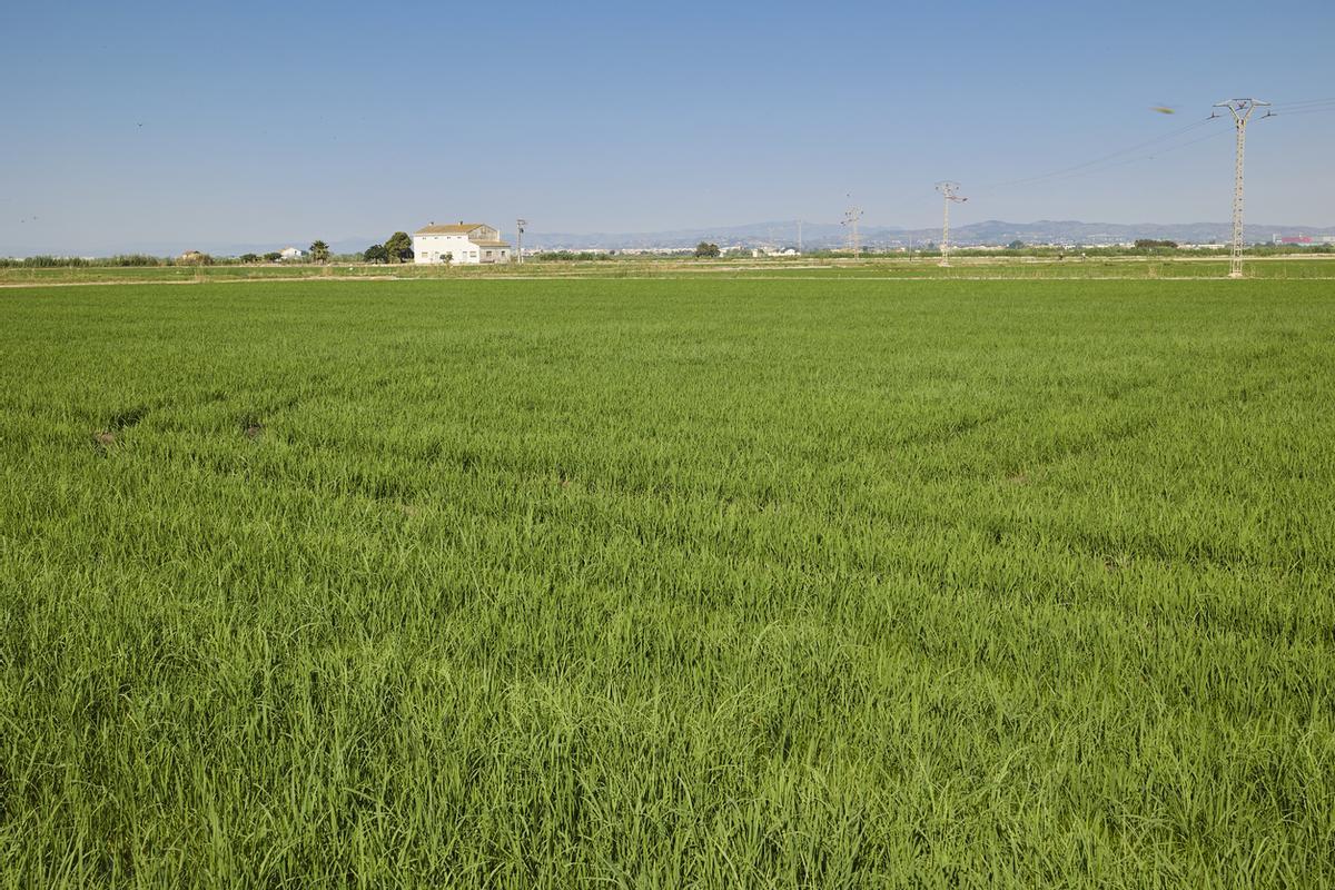 En estos campos está el germen de la auténtica paella valenciana.