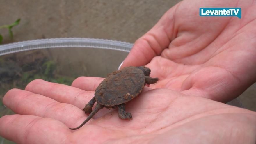 Los niños de la escuela de verano de BIOPARC Valencia devuelven a las tortugas acuáticas a su hábitat