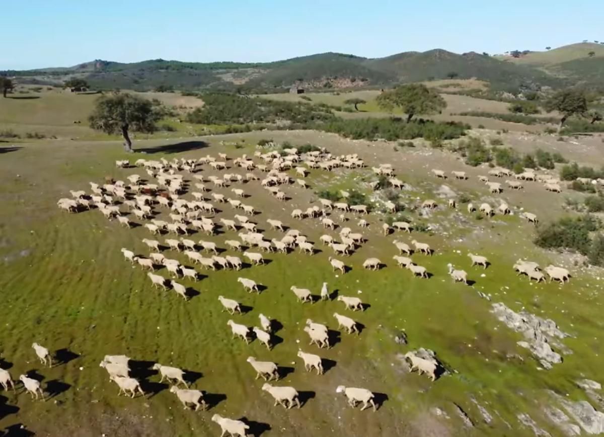 Campo Oliva es un ejemplo de dehesa bien conservada.