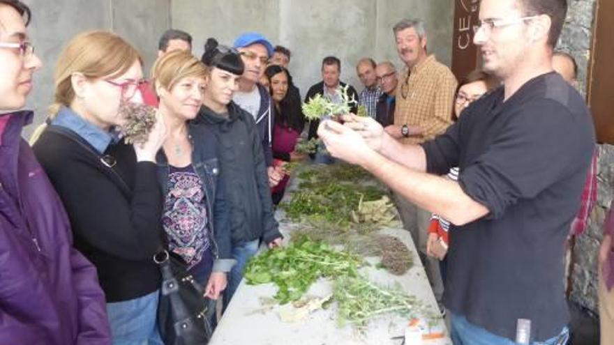 Aprendiendo sobre las plantas medicinales locales