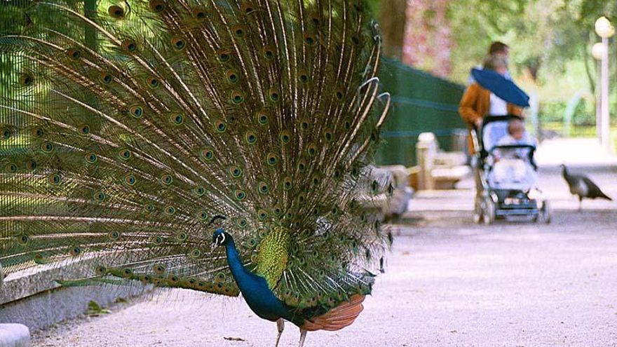 El Ayuntamiento estudia reducir la población  de pavos reales para evitar los ataques en Isabel La Católica