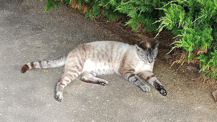 Ola de calor: hasta los gatos se refugian del bochorno ambiental en Cangas de Onís