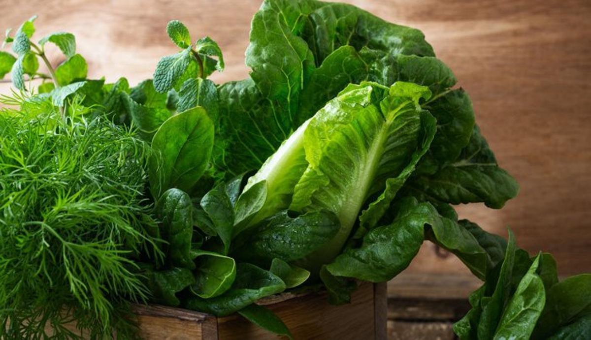 Las personas que toman vegetales de hoja verde sufren un menor deterioro cognitivo.