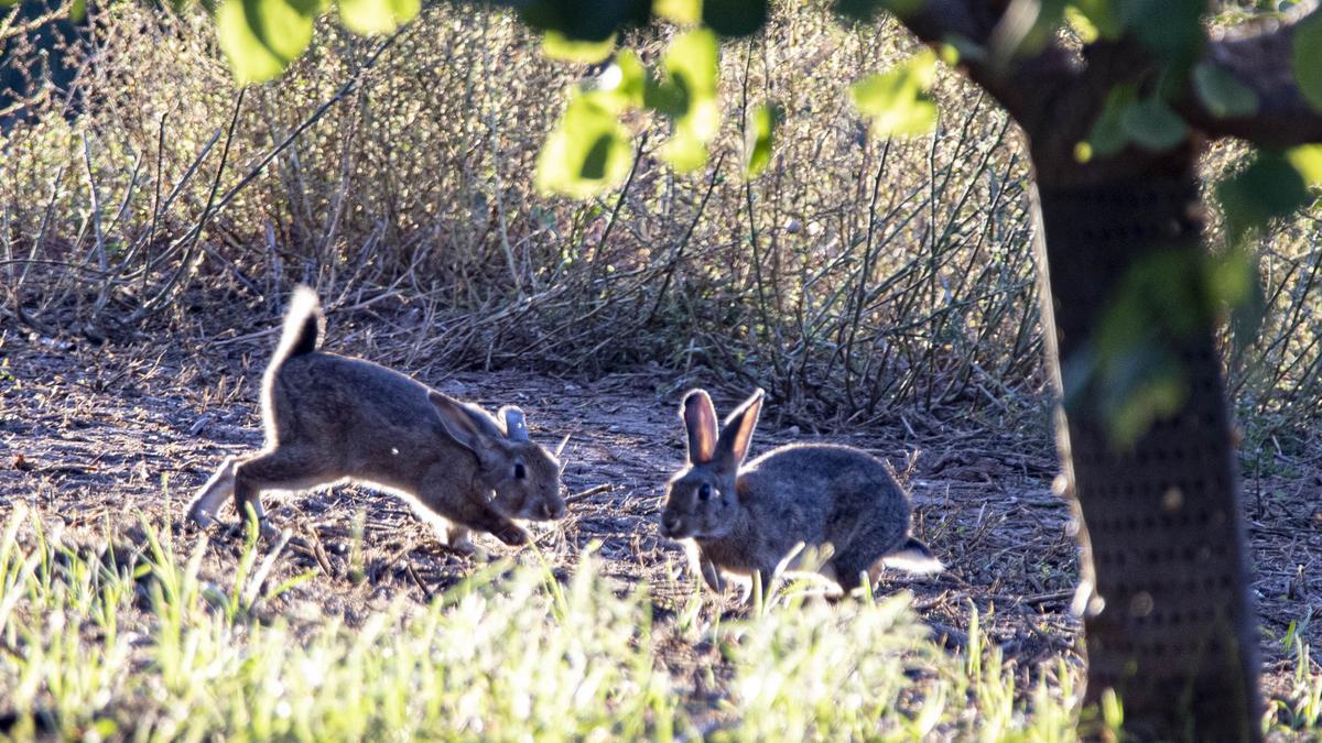 Xàtiva. Conejos en un campo de frutales en la partida del Carraixet, cerca del término de Manuel.