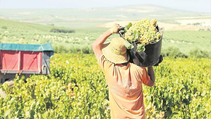 El sector del vino confía en aumentar la cosecha un 30% en esta vendimia