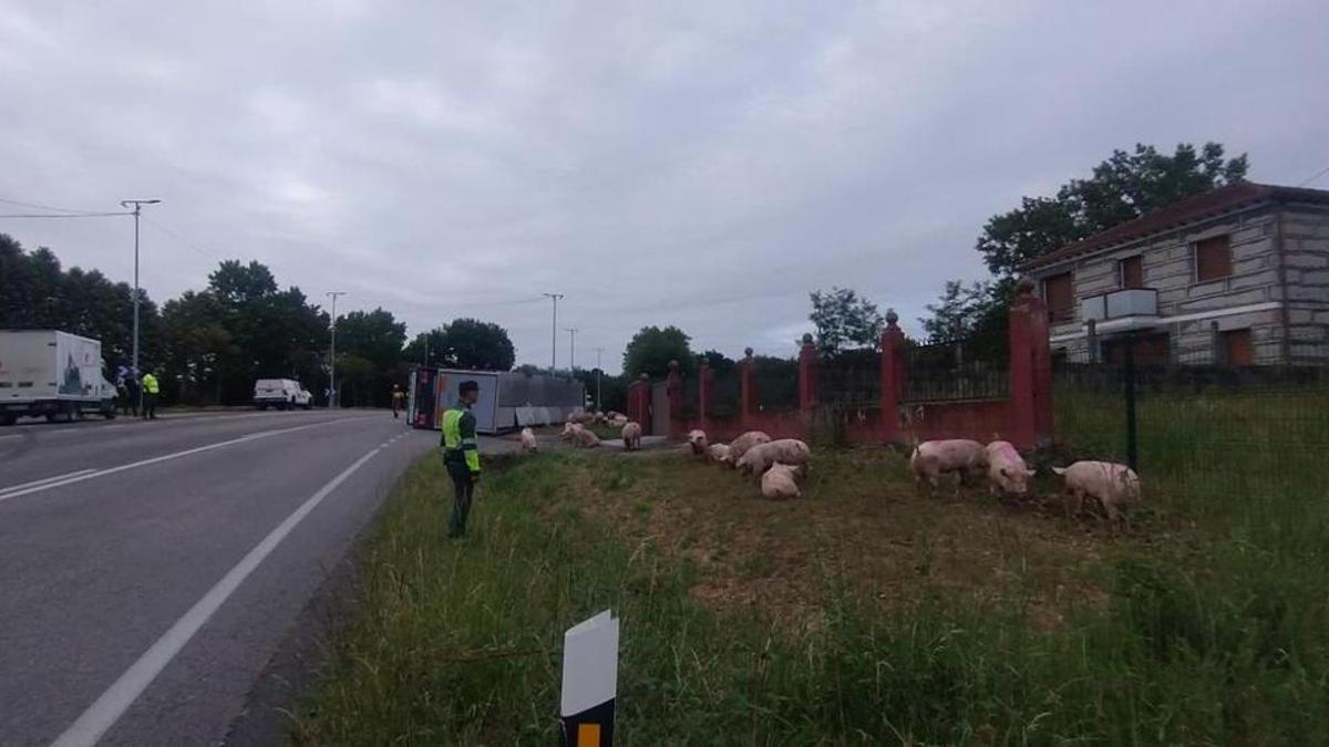 Decenas de cerdos sueltos en Sandiás tras volcar un camión de transporte de animales