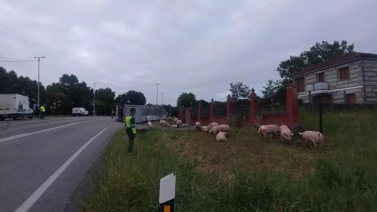Vuelca un camión en Sandiás y quedan sueltos decenas de cerdos en la calzada