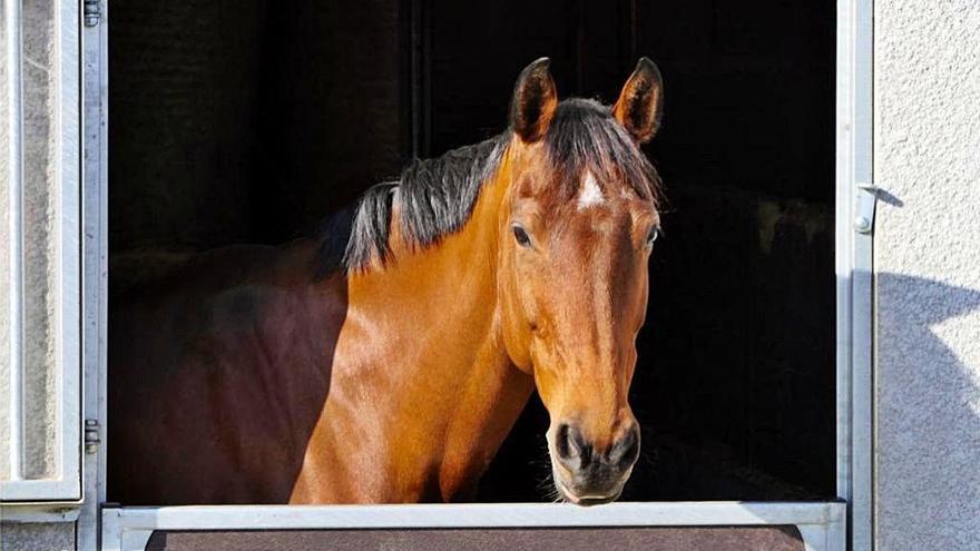 Agricultura ha engegat mecanismes de control en animals com ara cavalls.