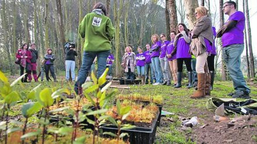 En la imagen superior, voluntarios de Alcoa, plantando árboles en Valliniello. A la izquierda, los voluntarios reciben información antes de plantar los ejemplares.   ricardo solís