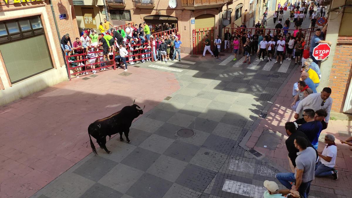 GALERÍA: El toro del cajón de La Reata, de las fiestas de Benavente, en imágenes
