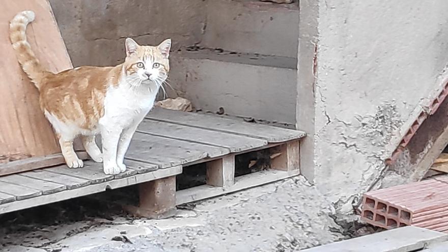 Coto a las colonias de gatos de El Campello y otros municipios de la comarca