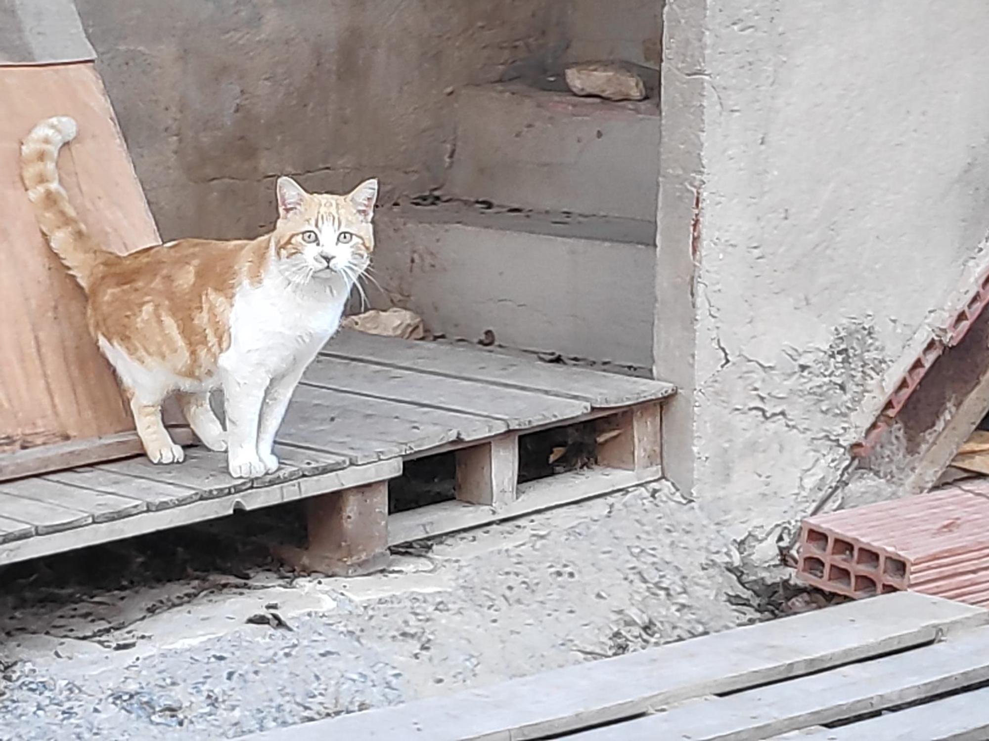 Colonias descontroladas de gatos en varias zonas de El Campello