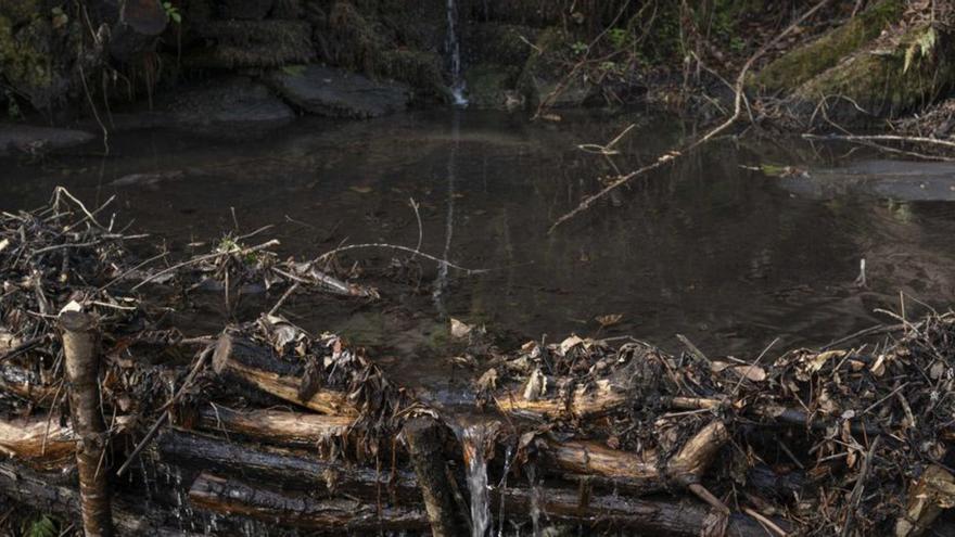 Las fajinas frenan y filtran el agua cuando llueve poco. |  Brais Lorenzo