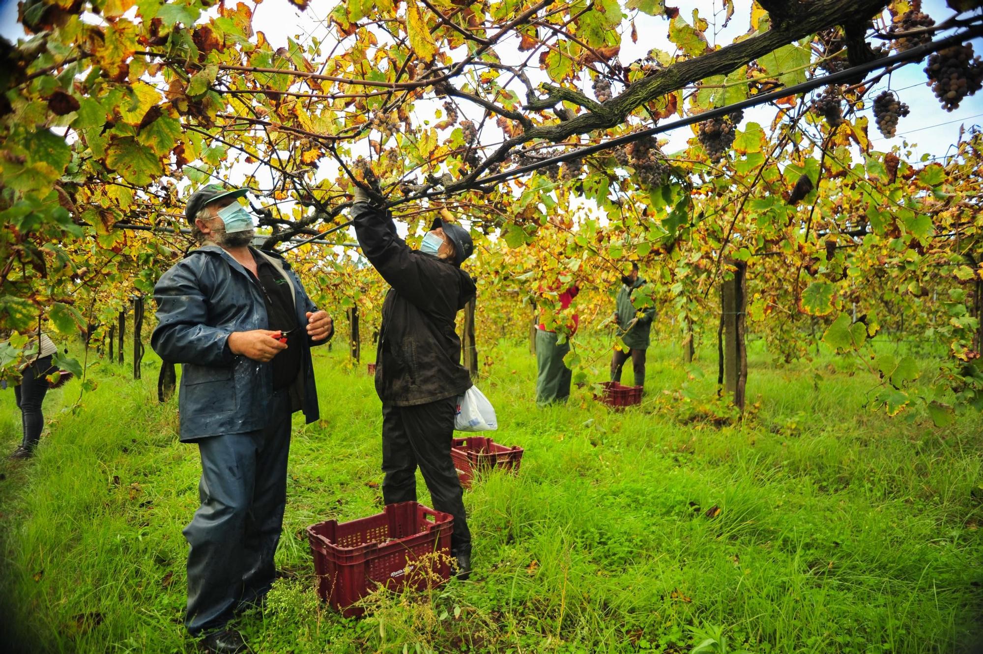 Vendimia tardía de la bodega Martín Codax