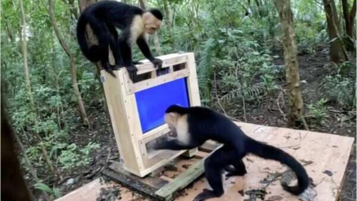 COGNICIÓN ANIMAL / Los monos pueden aprender a usar la IA para obtener recompensas