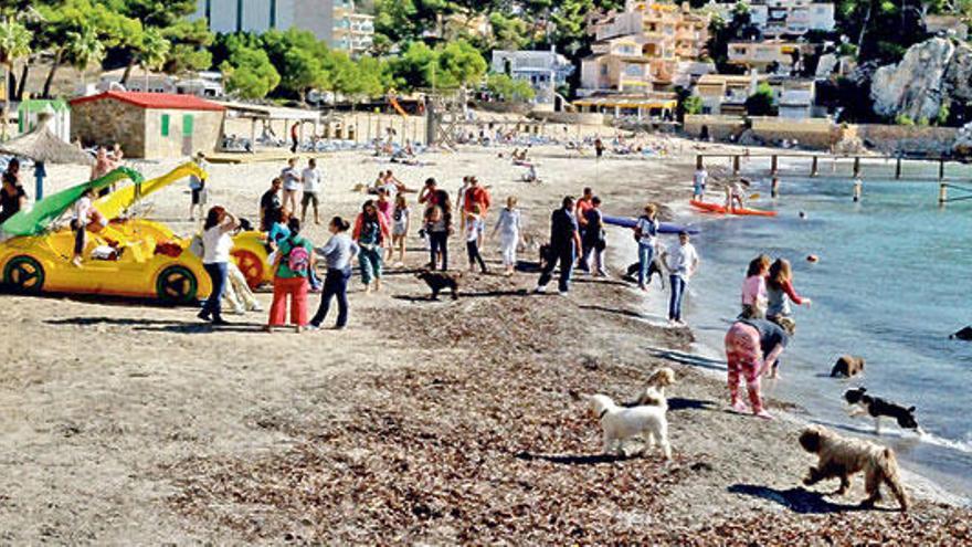 Los perros se pudieron bañar en la playa de Camp de Mar.
