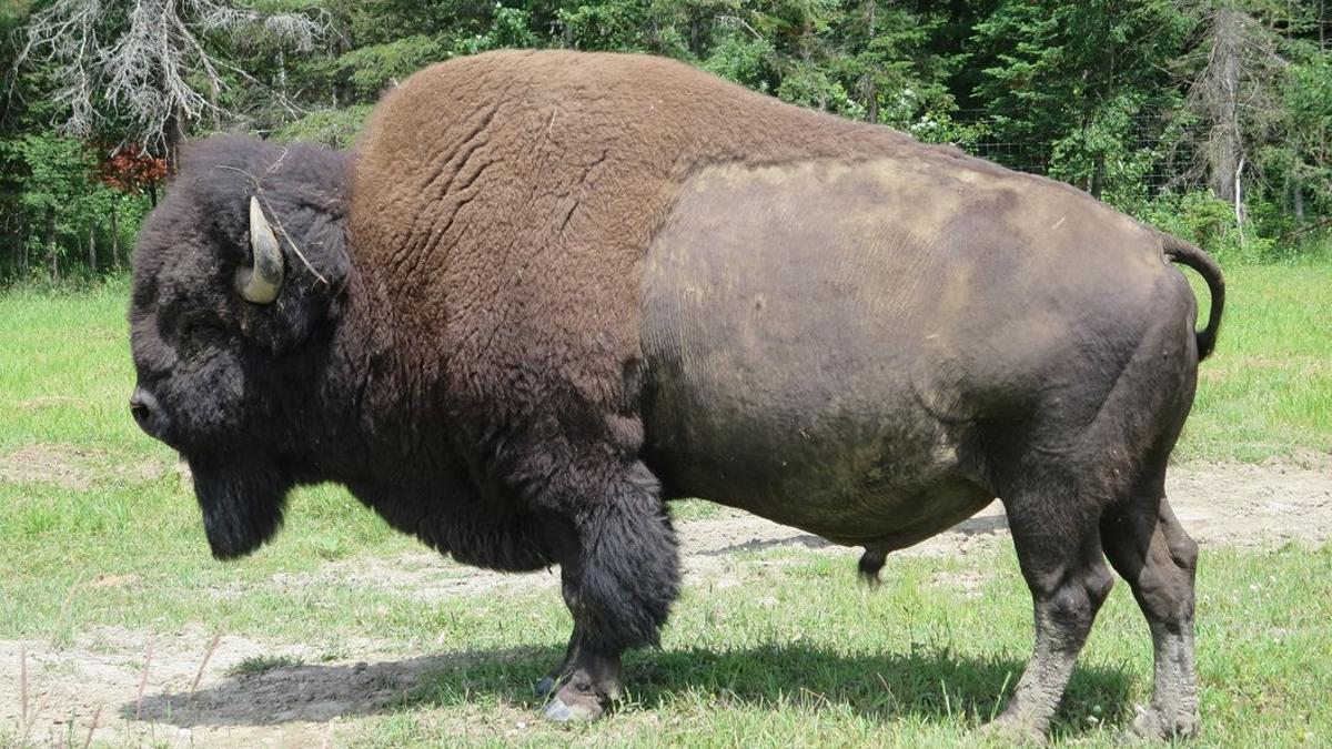 Imagen de archivo de un bisonte