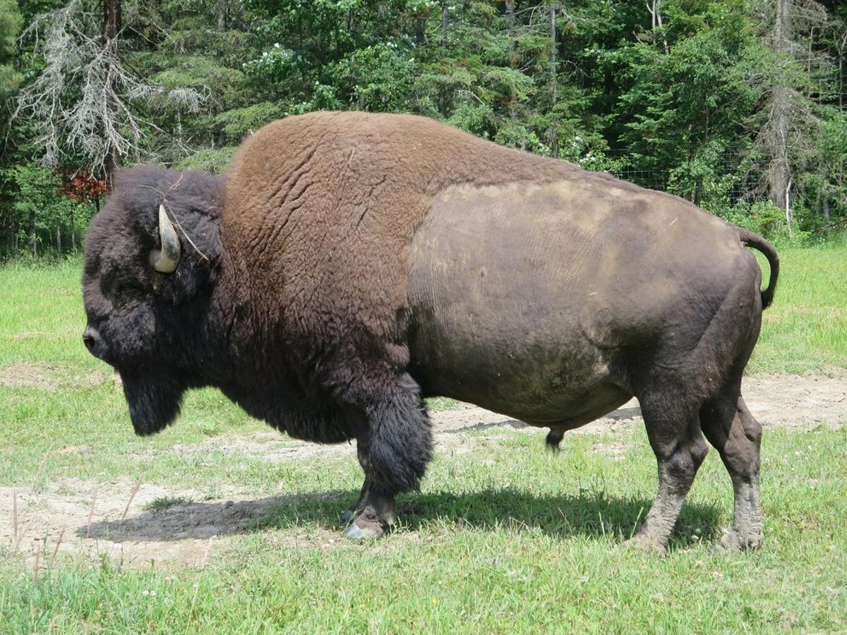 bison-2172392 1920