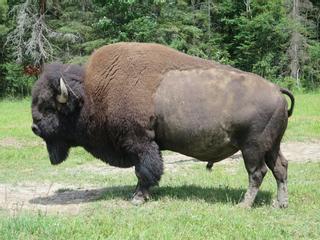 El impresionante ataque de un bisonte a una niña de nueve años en Yellowstone
