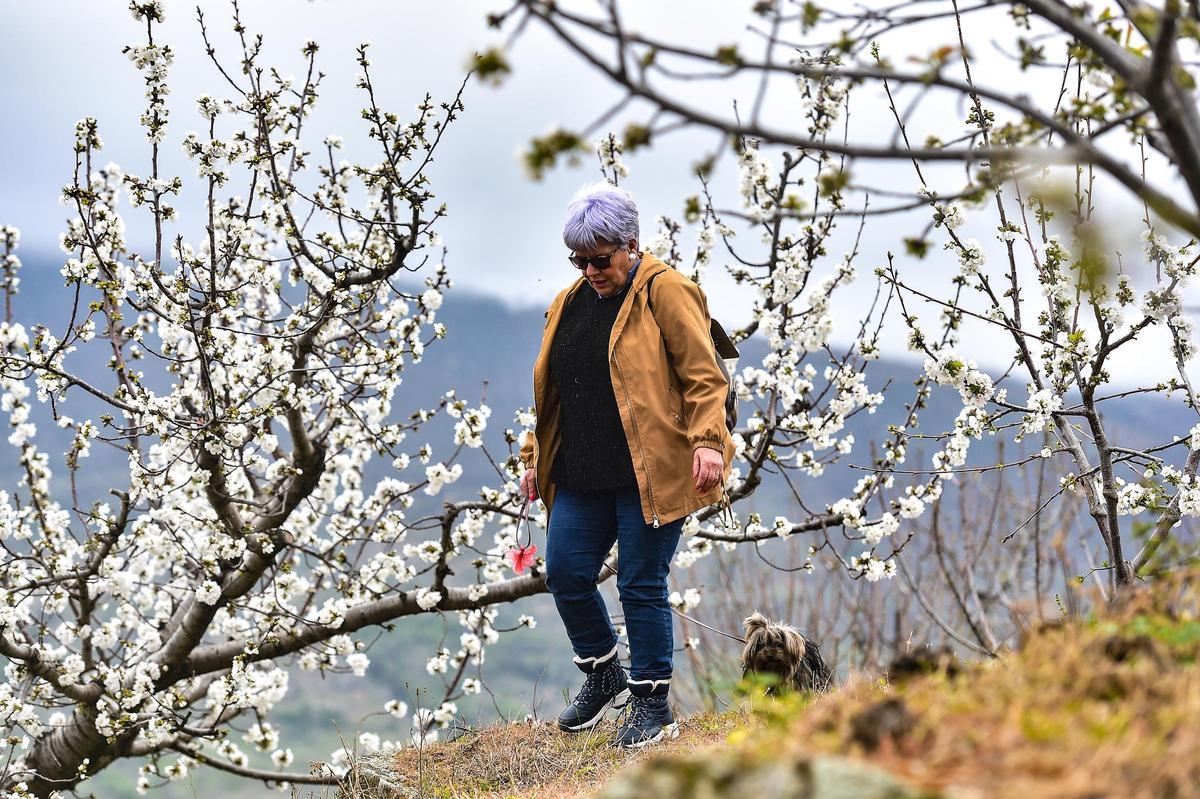 GALERÍA | El Jerte empieza a florecer GALERÍA | El Jerte empieza a florecer