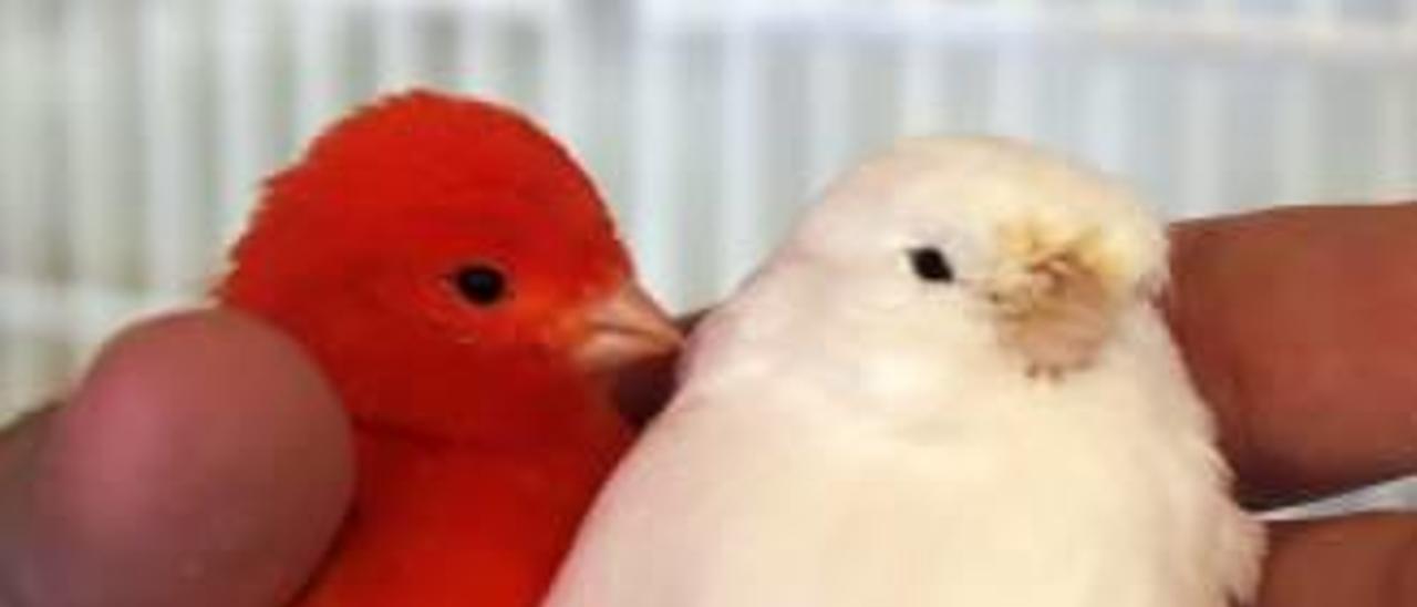 Un campeón del mundo  rodeado de plumas