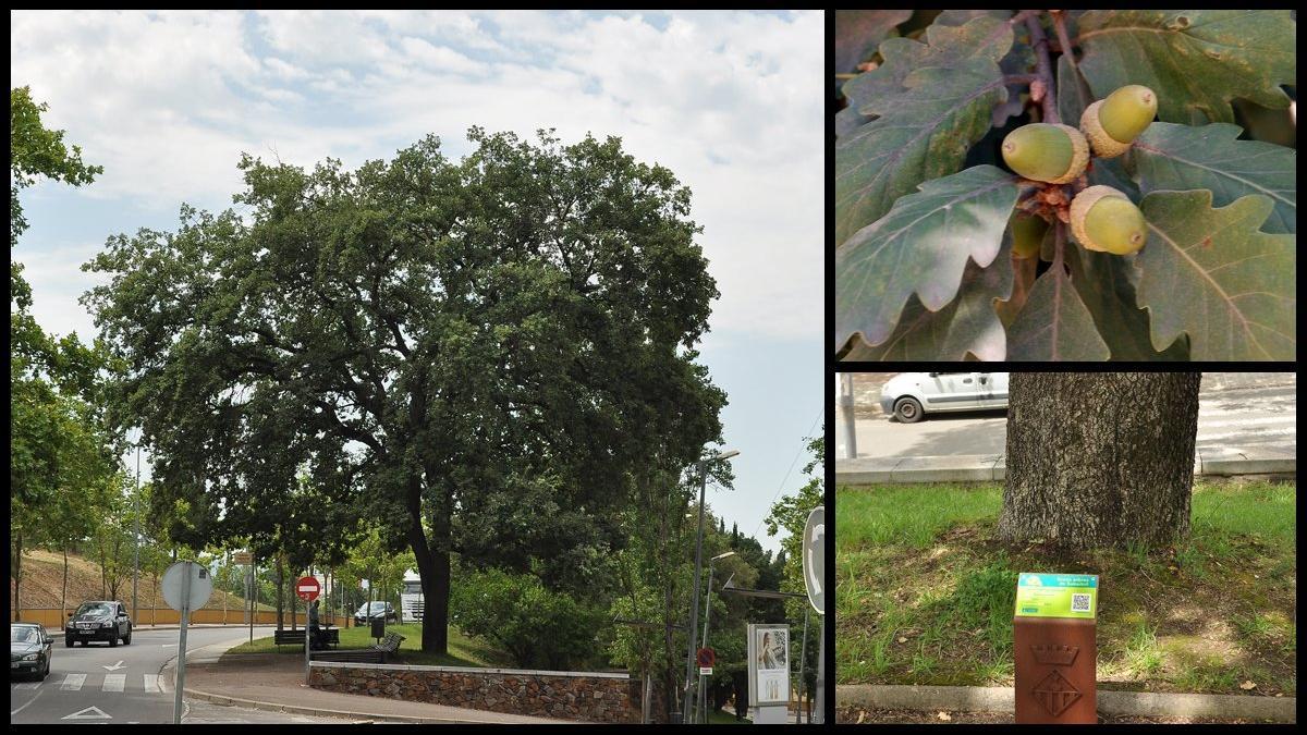 Roble-roure-andreu-nin-sabadell-quercus