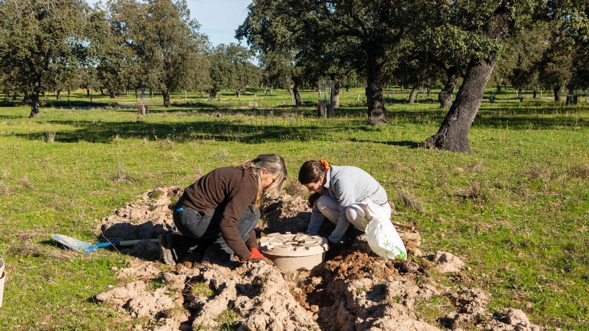 Plantación de bellotas en la dehesa de Los Pedroches dentro del proyecto Monalisa.