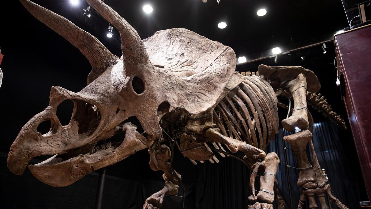 El triceratops subastado en París.