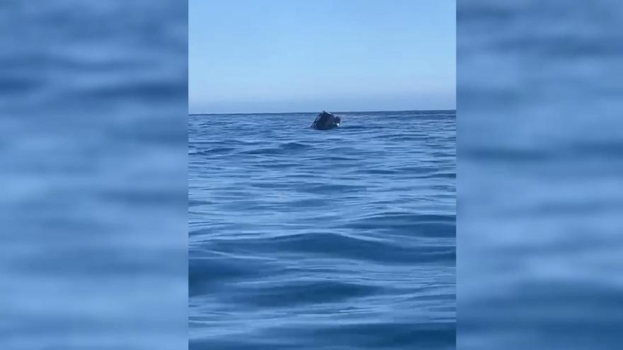 Viaje accidentado en barco: cae al mar un coche desde un ferry rumbo a Tenerife