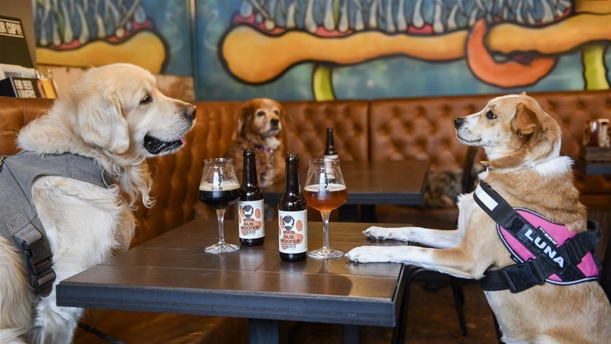 zentauroepp52212048 bcn perros cerveza200226121504