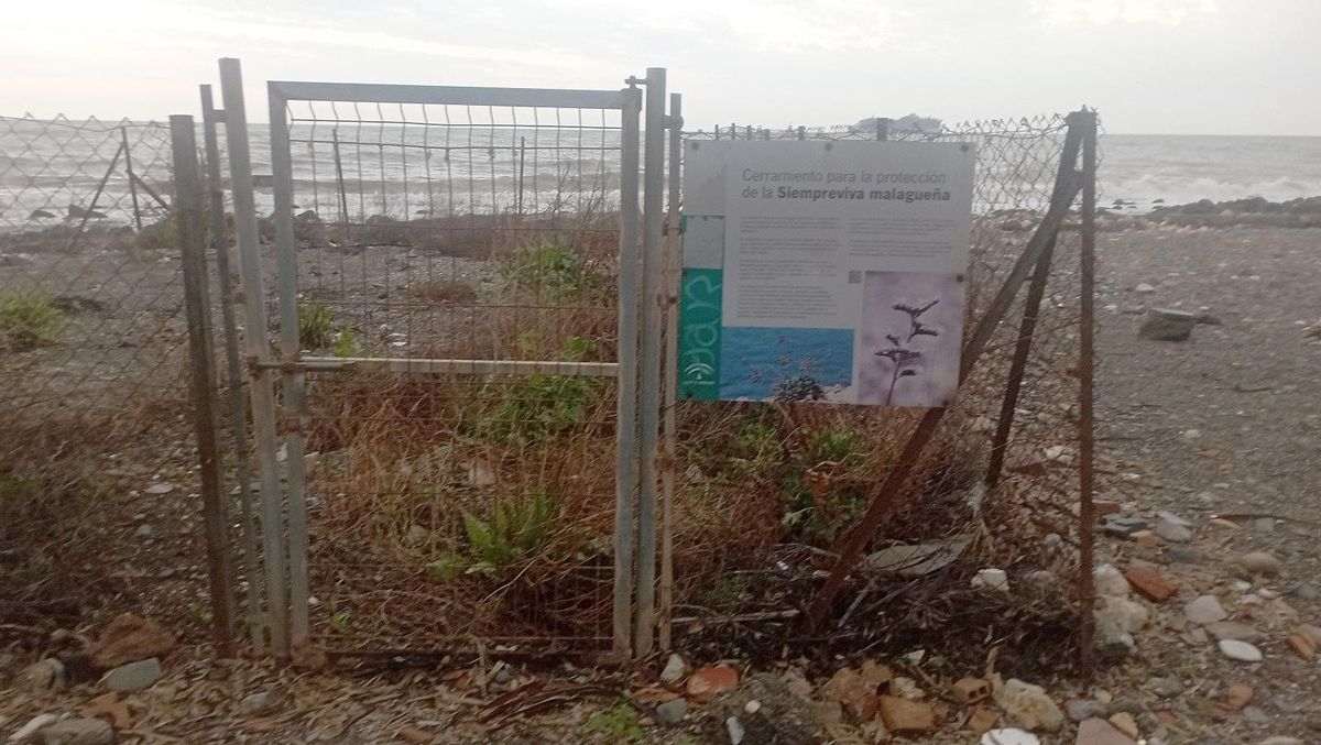 El 'Limonium carminis', casi dos años después de su descubrimiento mundial, con un cartel identificativo erróneo.