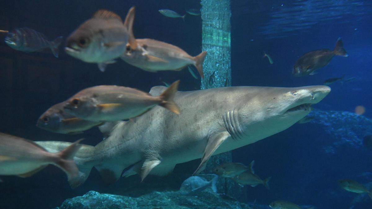 Muere Gastón, el tiburón del Aquarium Finisterrae de A Coruña