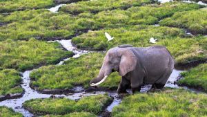 Un elefante en un parque natural de Kenia.