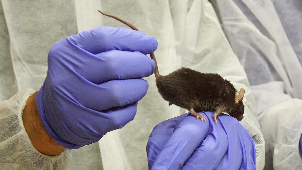 Un ratón en un laboratorio, que forma parte de una investigación