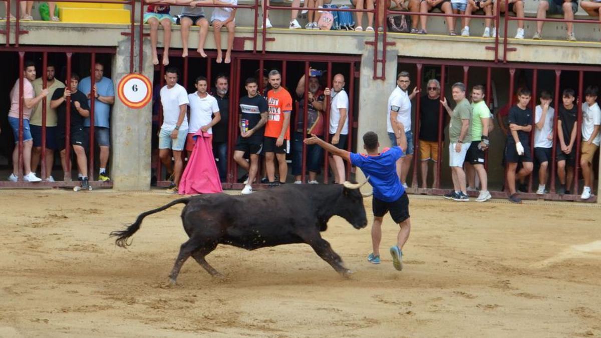 Un joven recorta una vaquilla en el plaza de toros en el primer día taurino. | MEDITERRÁNEO