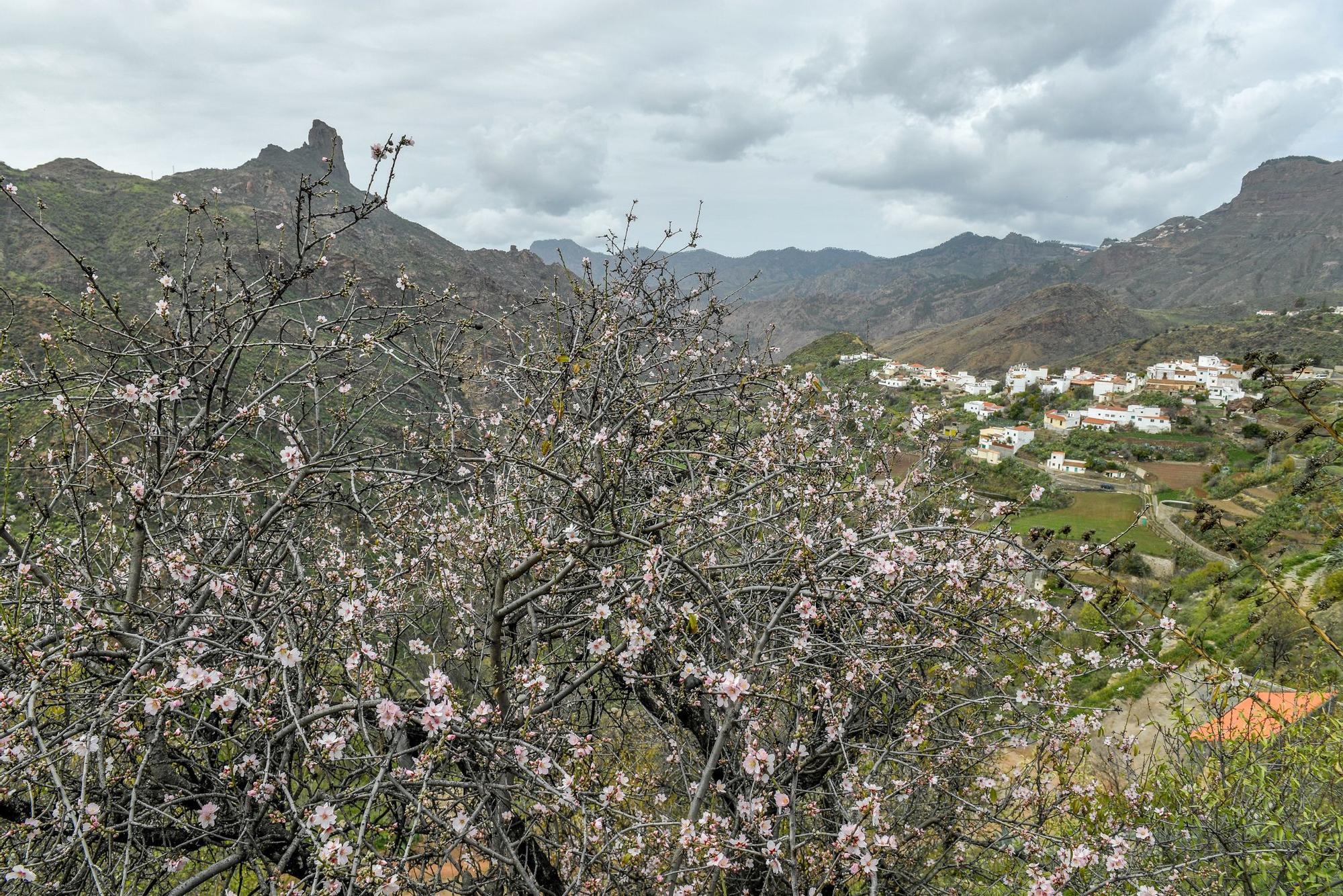 Fiesta del Almendro en Flor en Tejeda