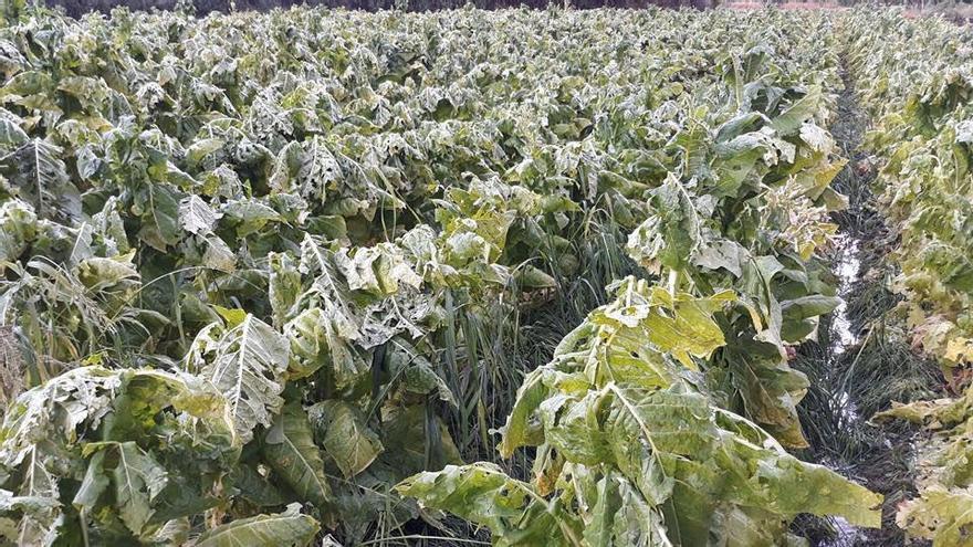 Una granizada en Jarandilla de la Vera deja grandes destrozos en cultivos tabaqueros