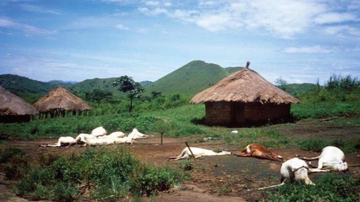Reses muertas en una de las aldeas cercanas al lago Nyos.